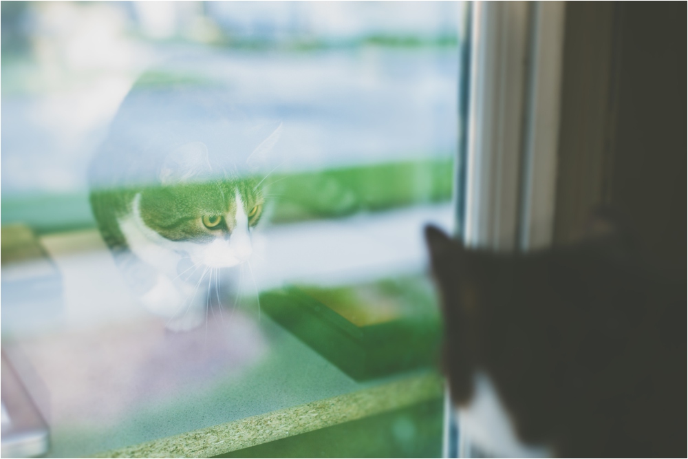 cat reflection window