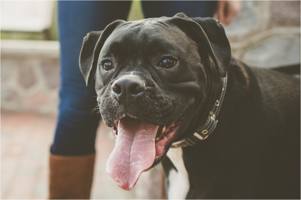dog engagement session studio 29 photography