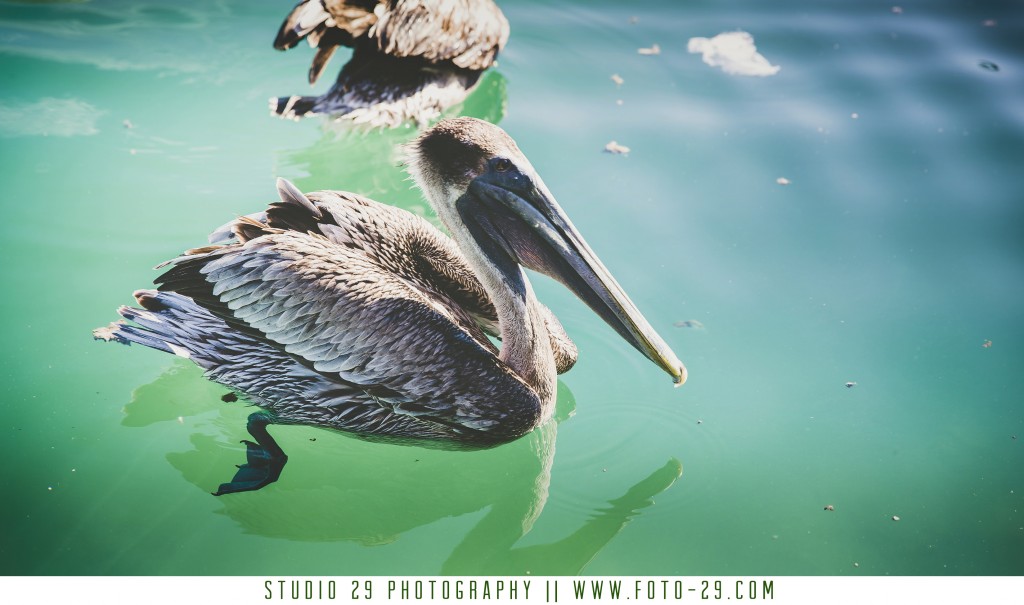 Catalonia Riviera Maya Resort Wedding Destination Phtoographer