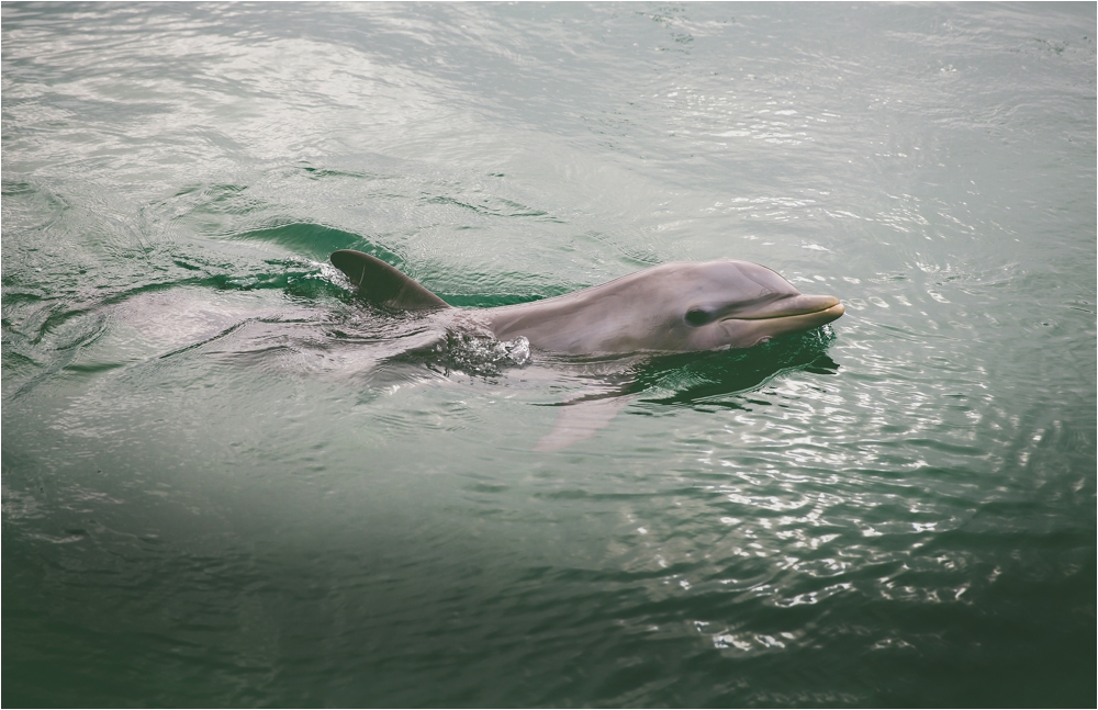 dolphins mexico