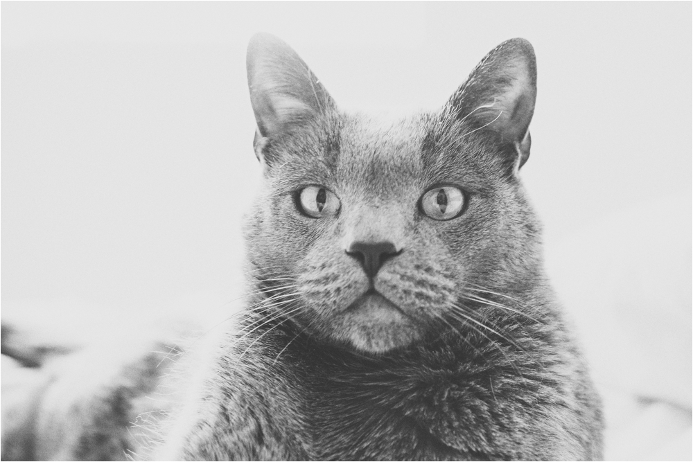 pet portraits milwaukee studio 29 photography