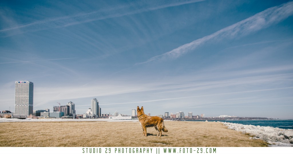 Milwaukee Pet Portraits