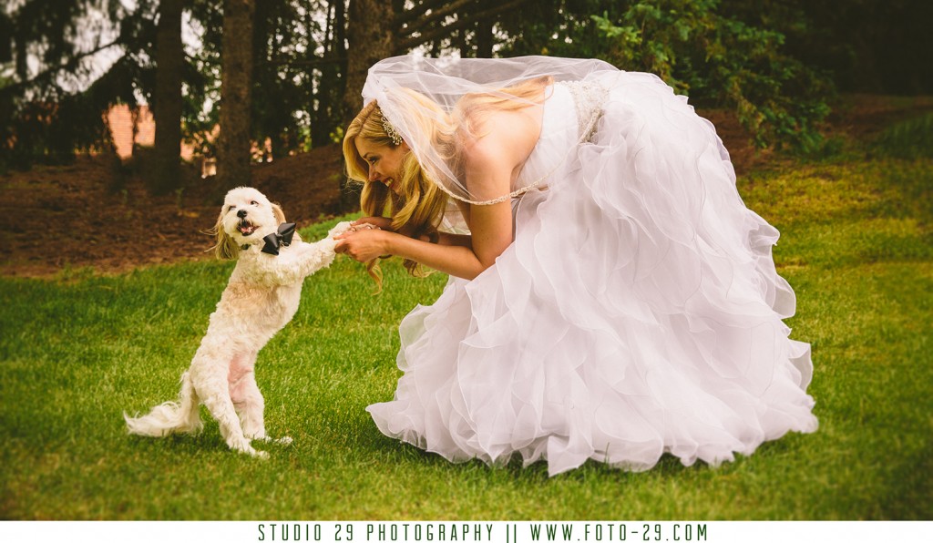 dog wedding photos studio 29 photography