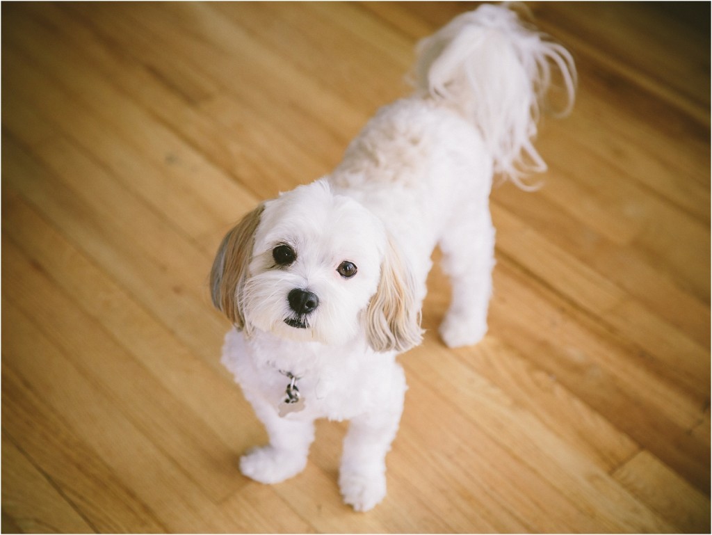 dog wedding photos