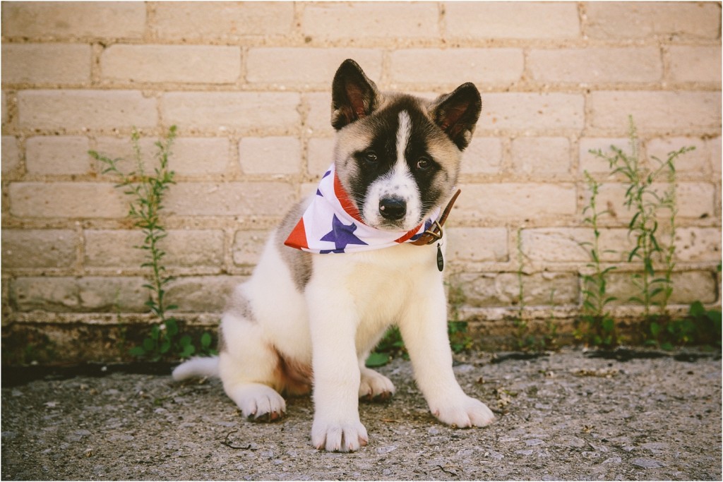 pet portraits milwaukee