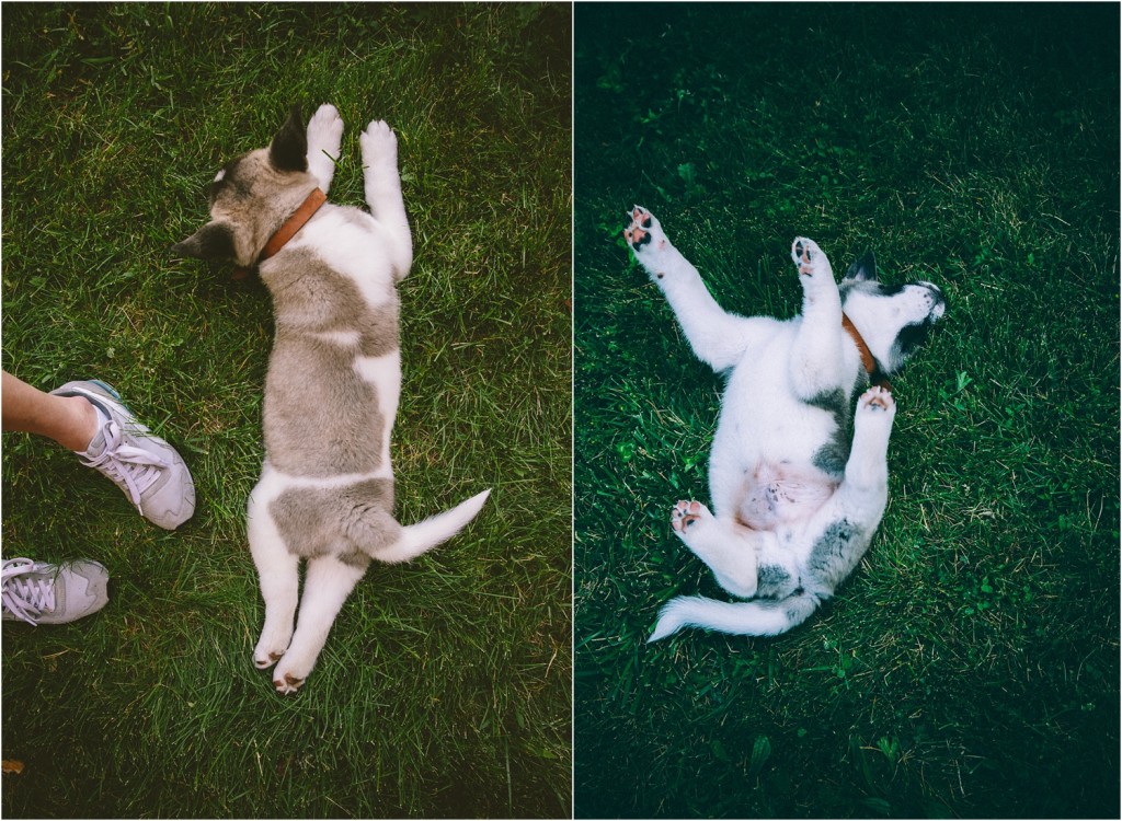 pet portraits milwaukee