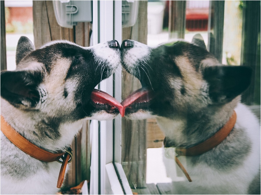 pet portraits milwaukee