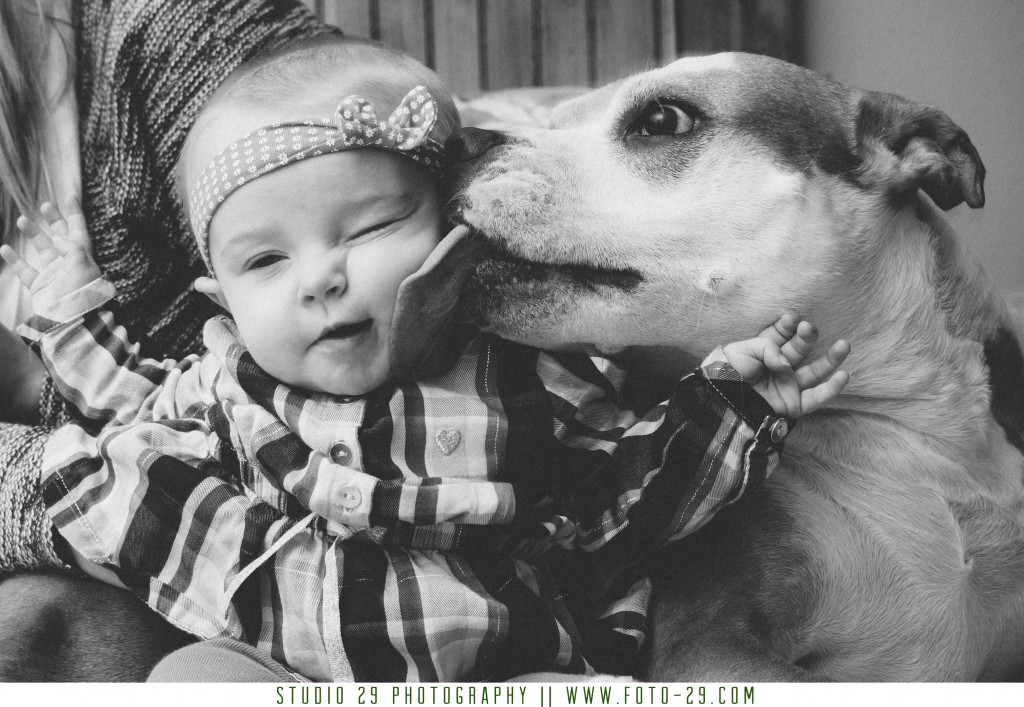 pit bull licks baby