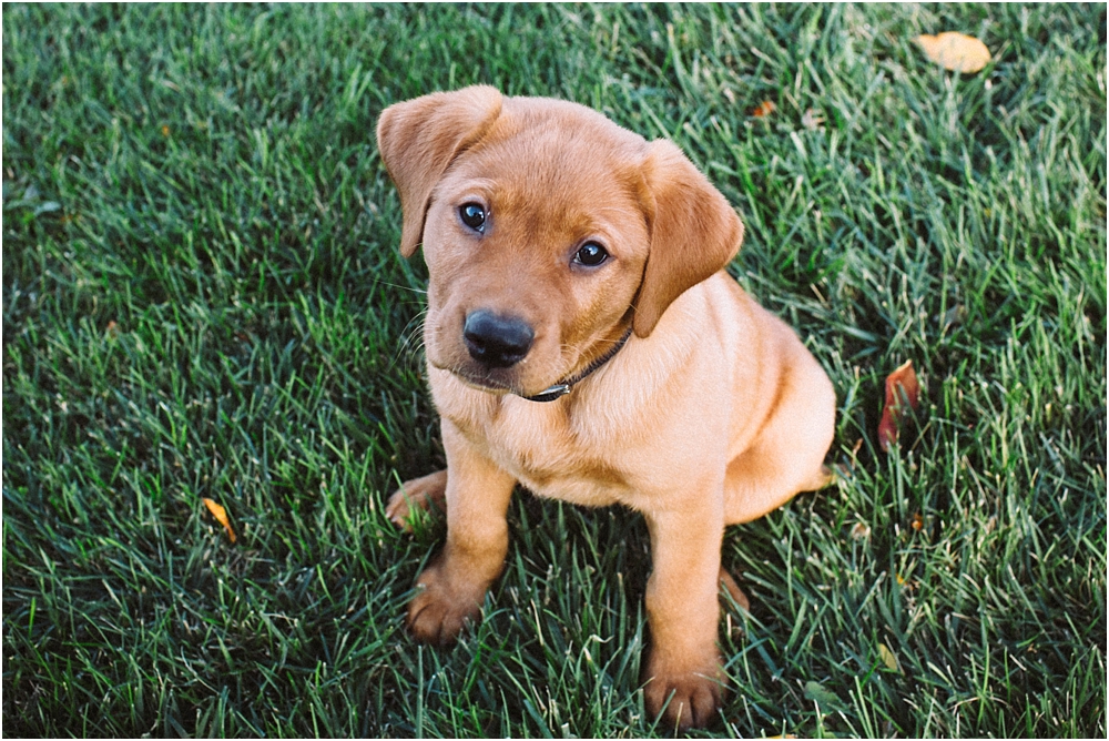  Milwaukee Pet Photography