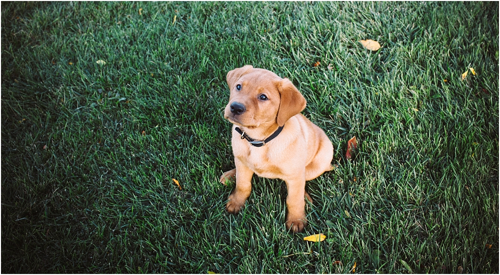  Milwaukee Pet Photography