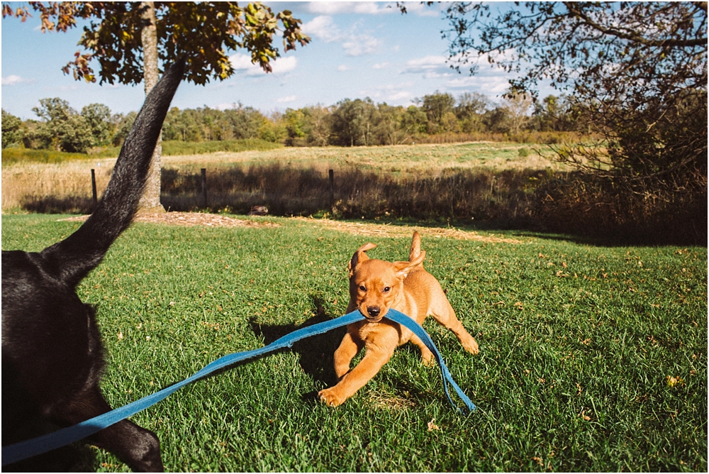  Milwaukee Pet Photography