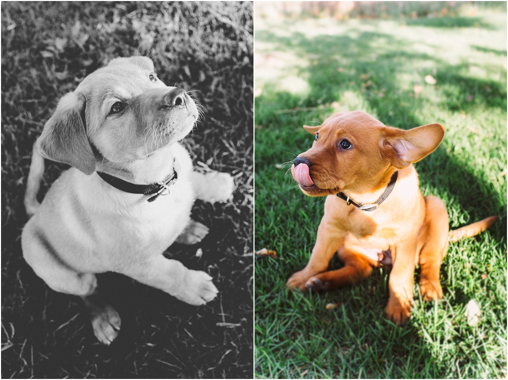 Milwaukee Pet Photography
