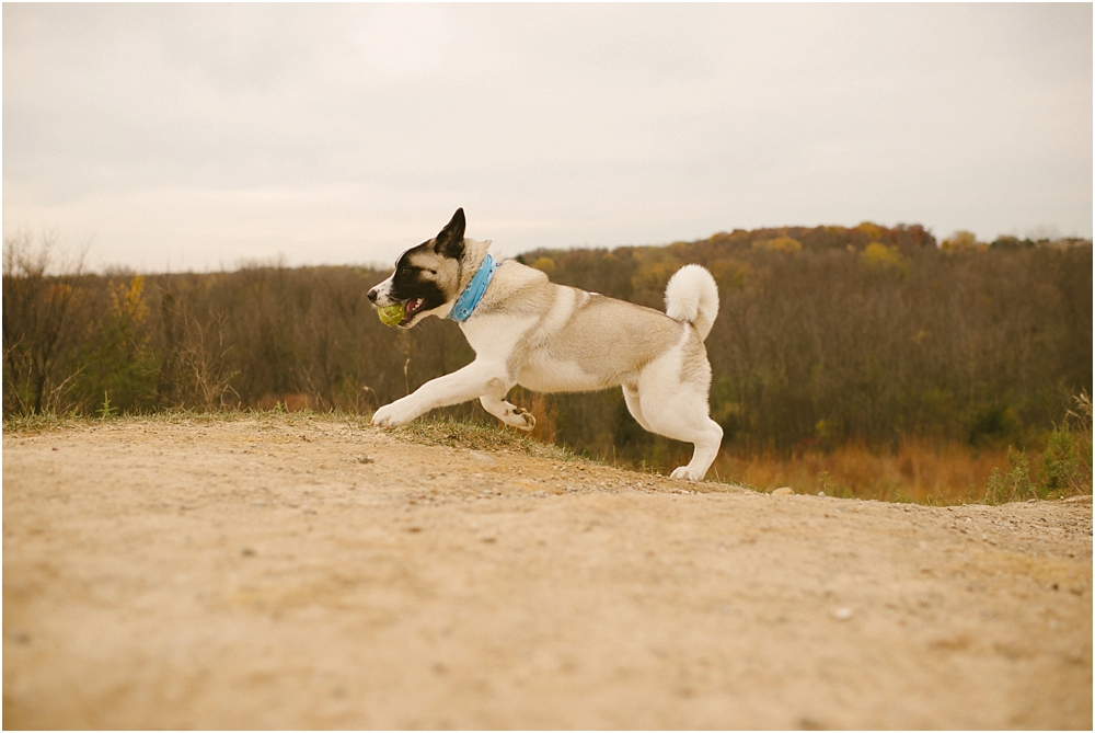 milwaukee pet portraits