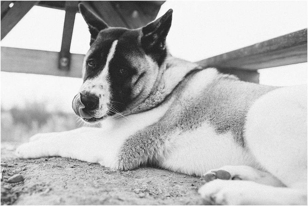 milwaukee pet portraits