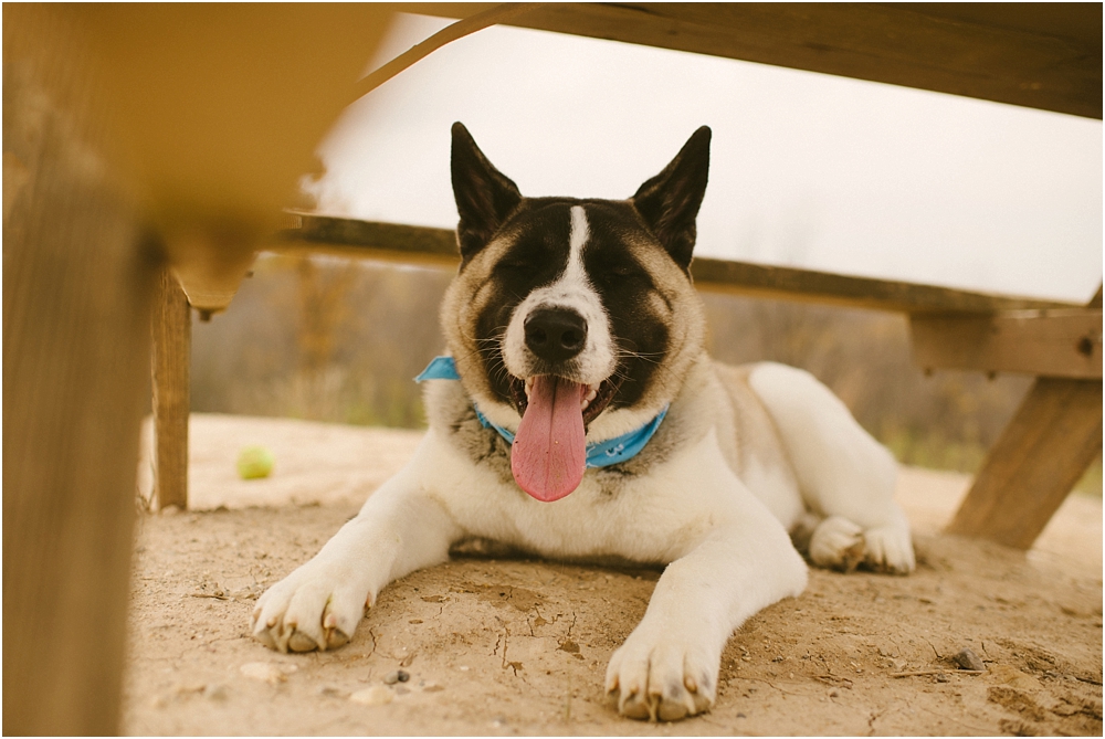 milwaukee pet portraits