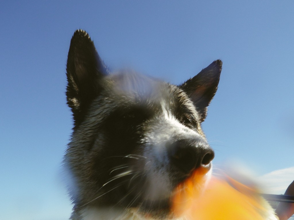akita