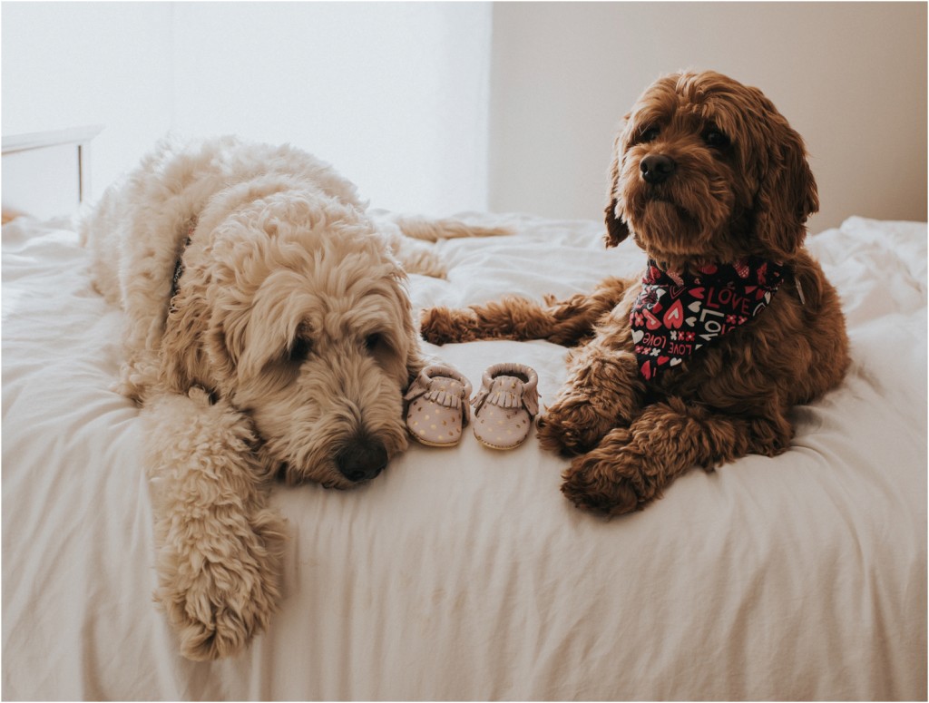 maternity photos