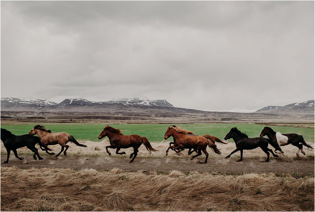 Iceland Wedding Photographer