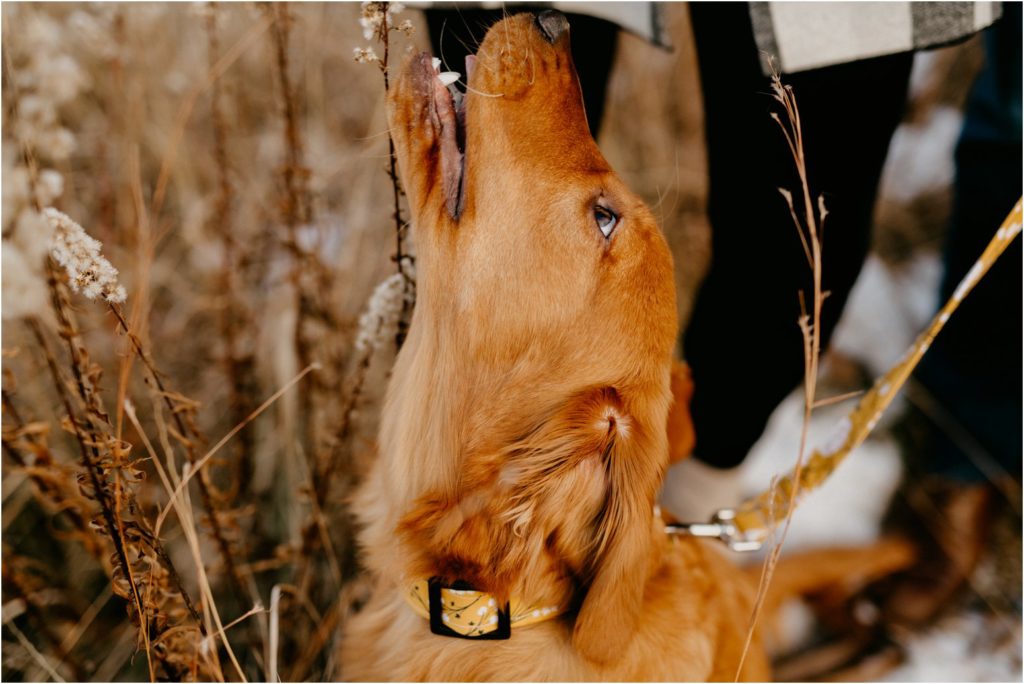 Wisconsin family winter portrait session with dog