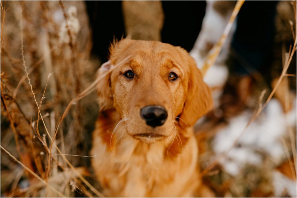 Wisconsin family winter portrait session with dog