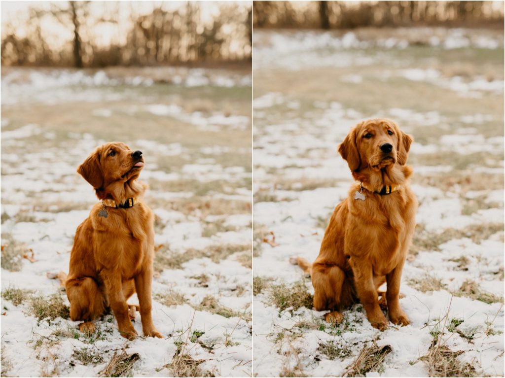 Wisconsin family winter portrait session with dog