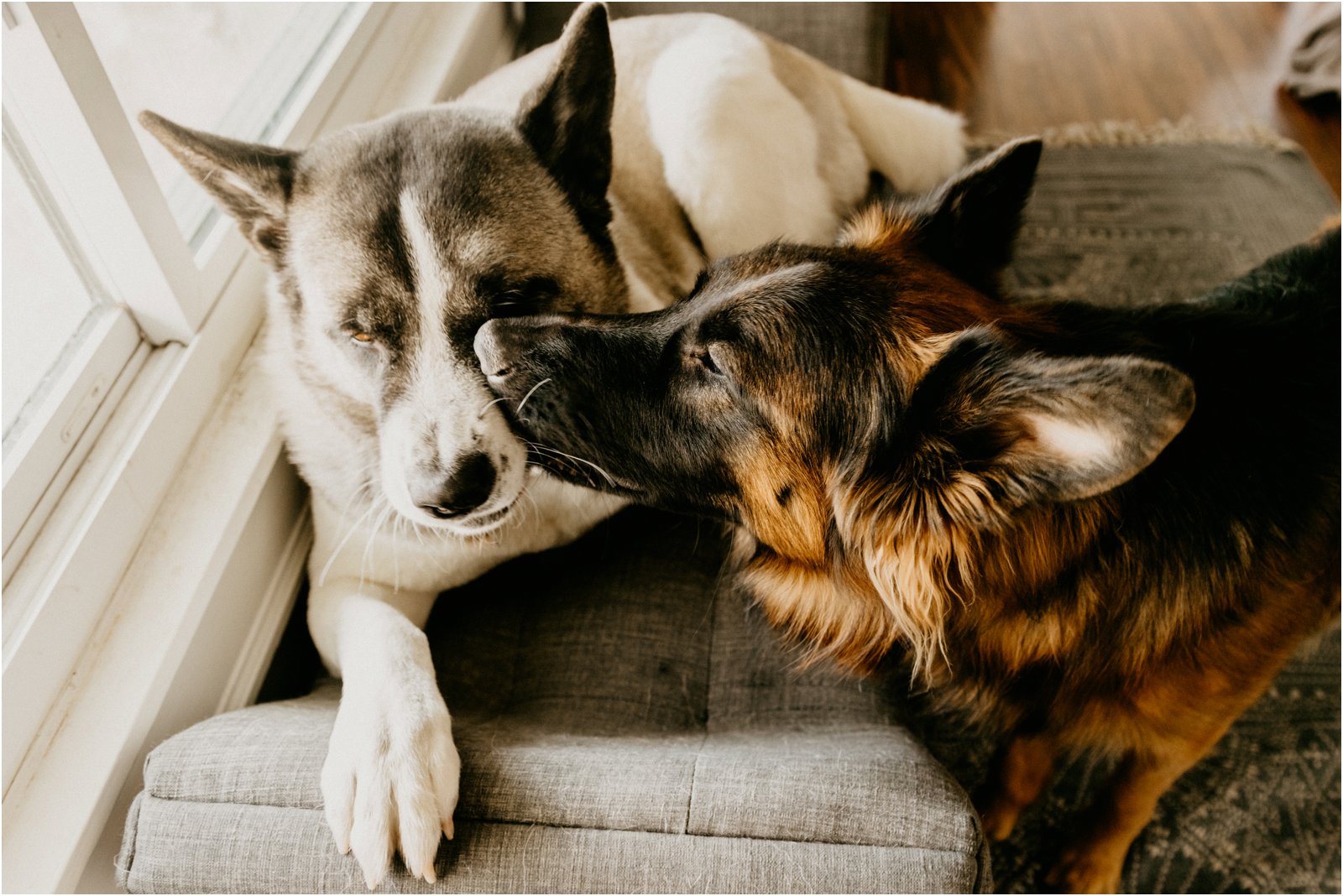 dogs in your family photos