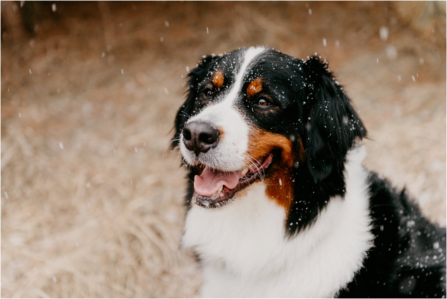 engagement session with dog