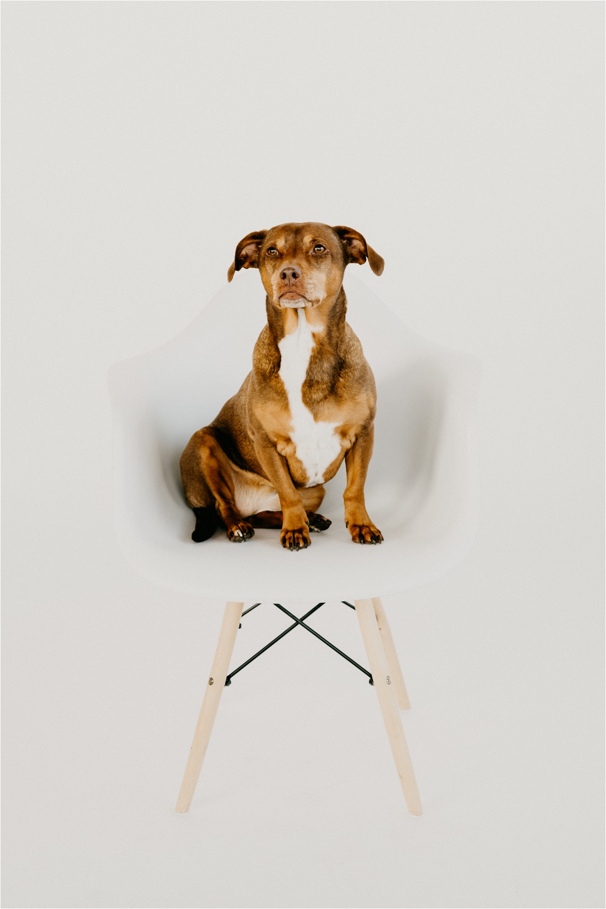 milwaukee dog photographer