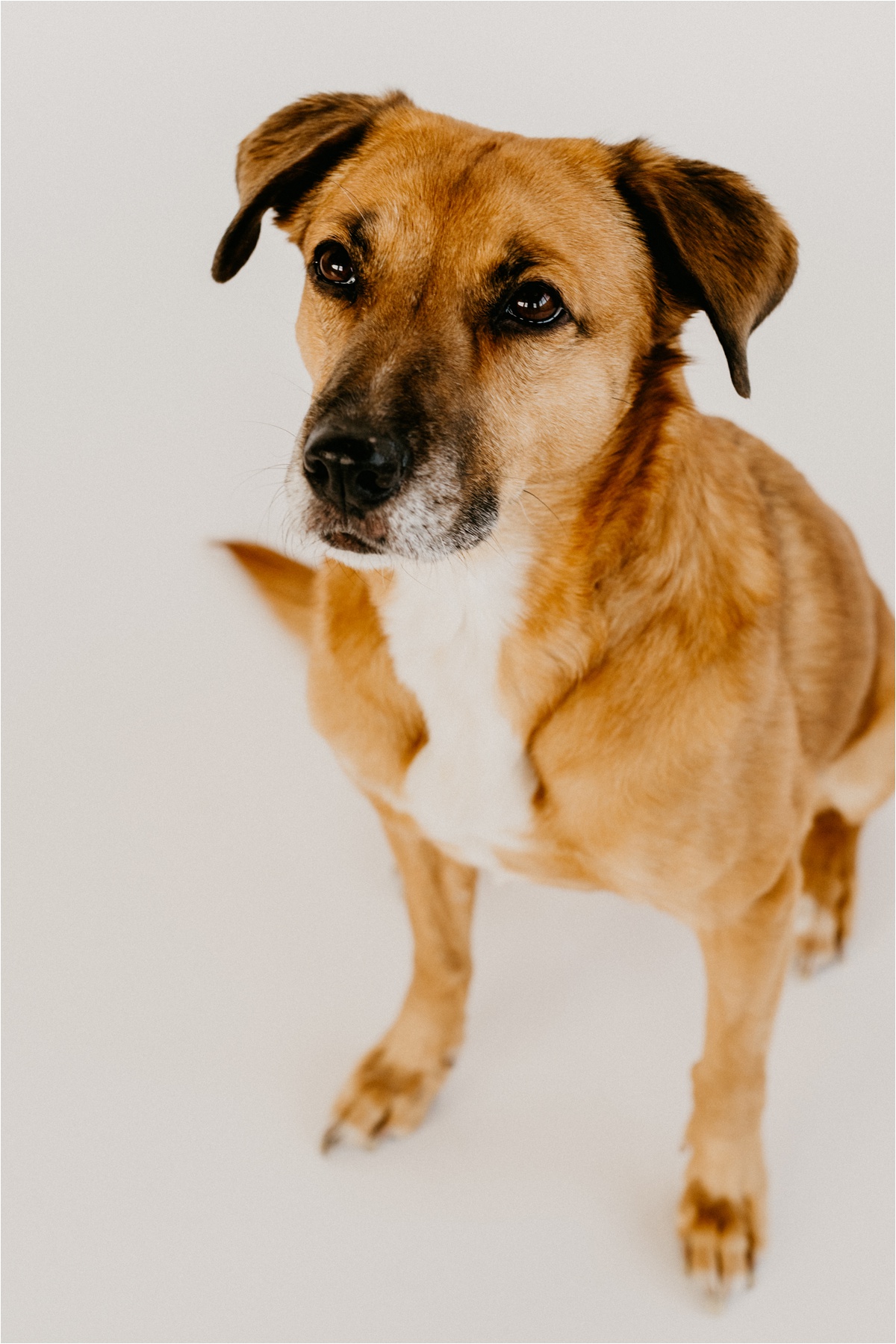 wisconsin dog photographer