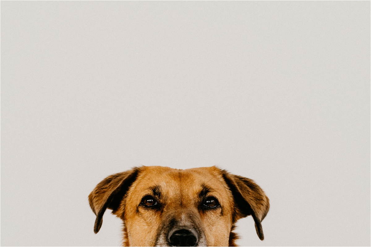 wisconsin dog photographer