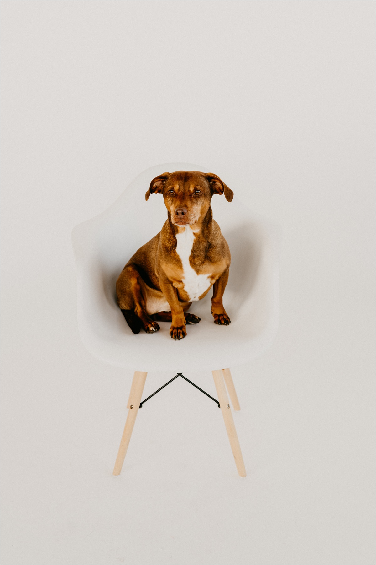 wisconsin dog photographer