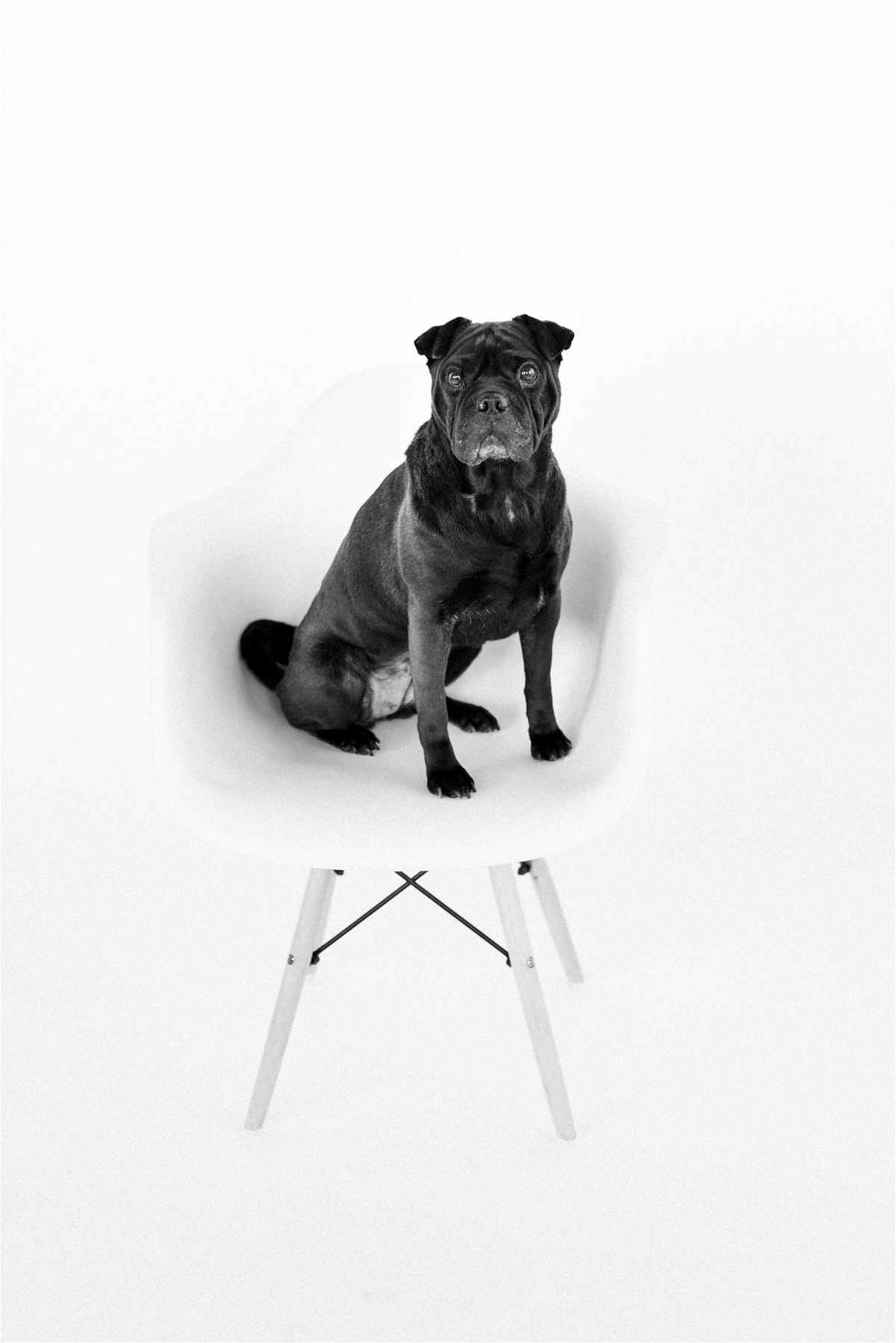 wisconsin dog photographer