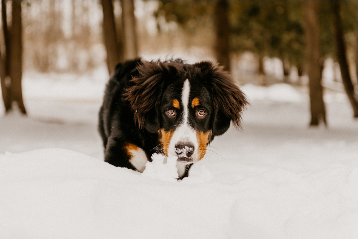 Wisconsin winter engagement photos