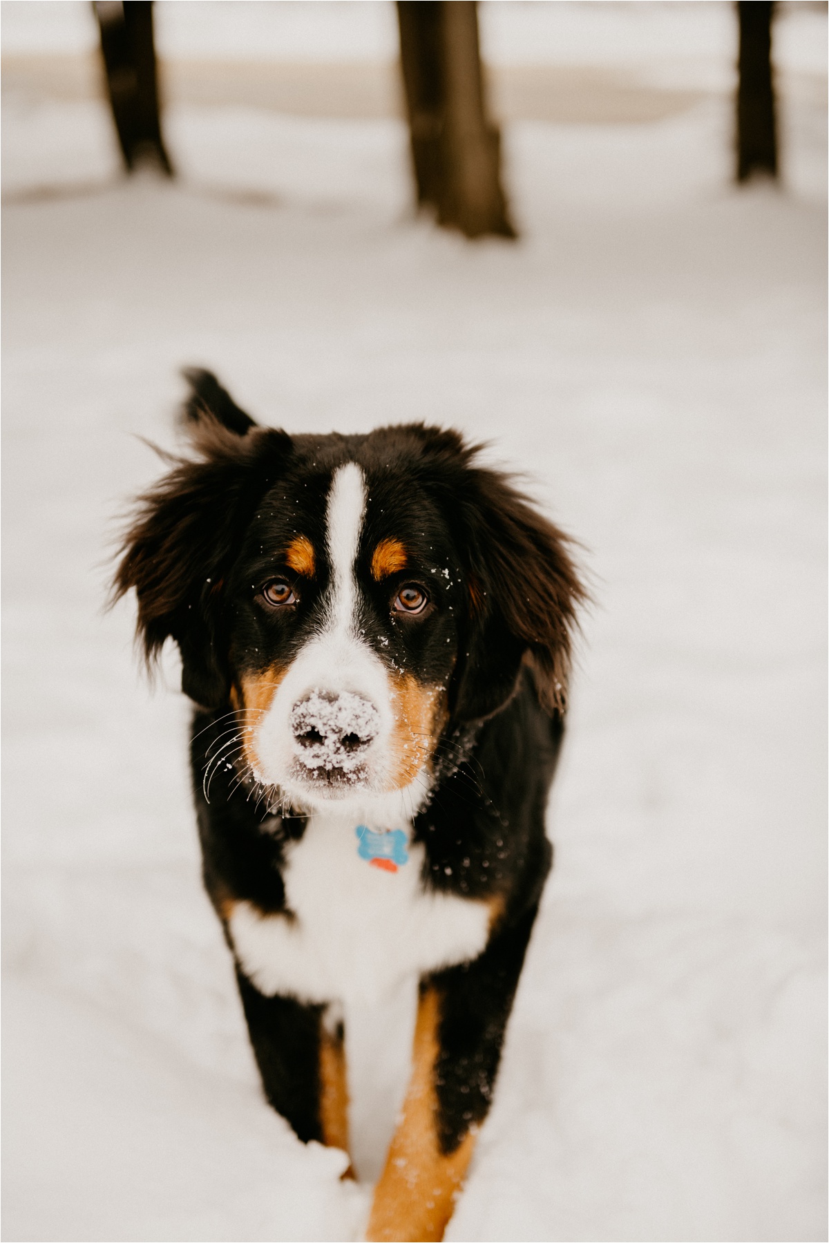 Wisconsin winter engagement photos with dog