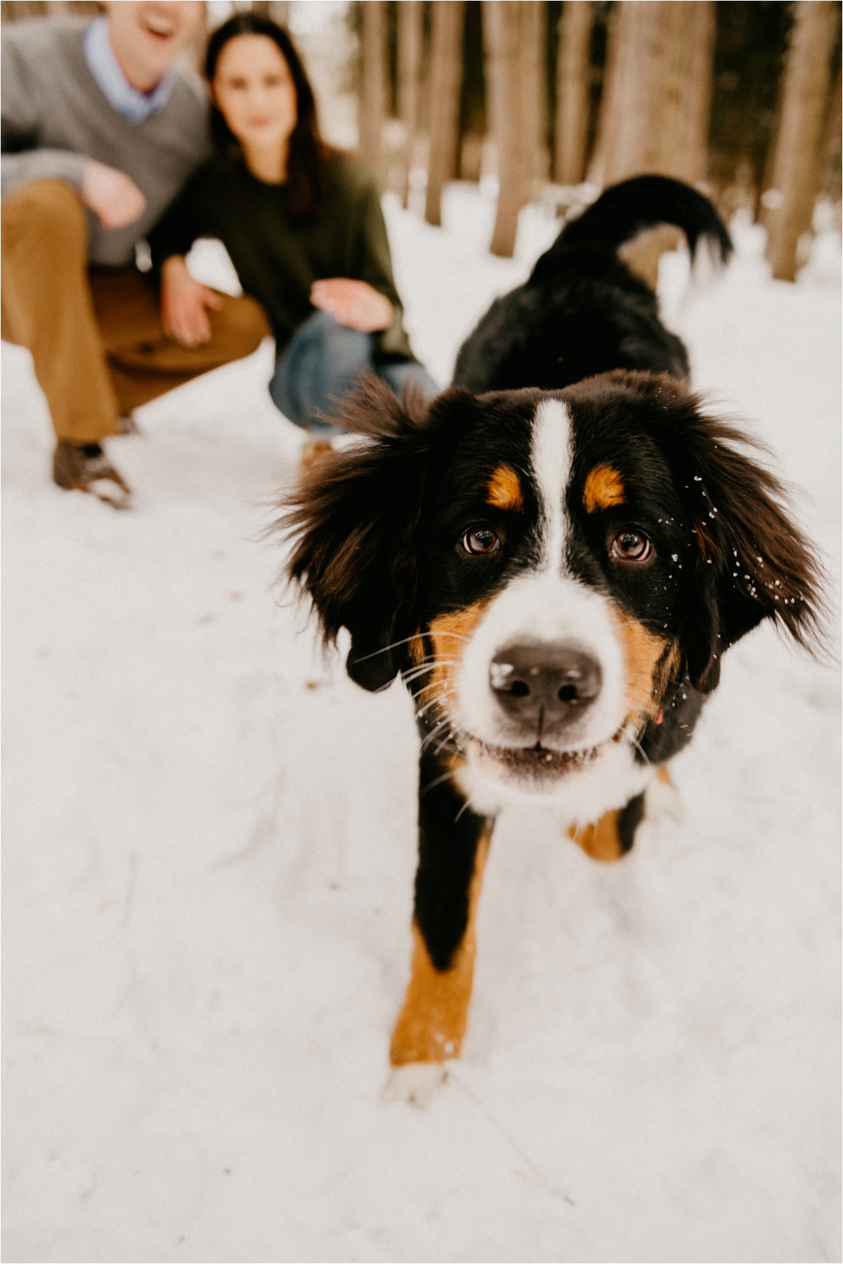engagement photos with dog