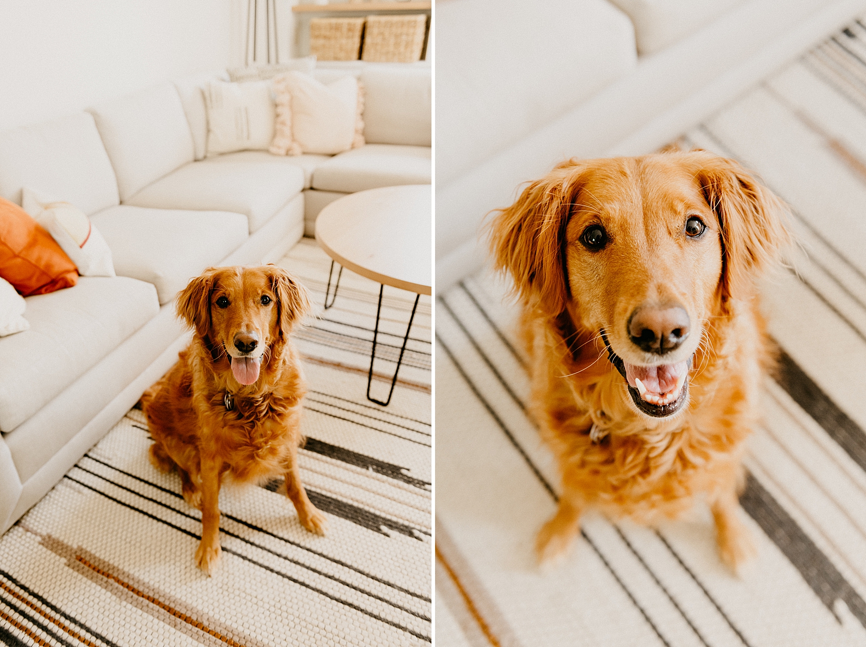 gold retreiver smiling