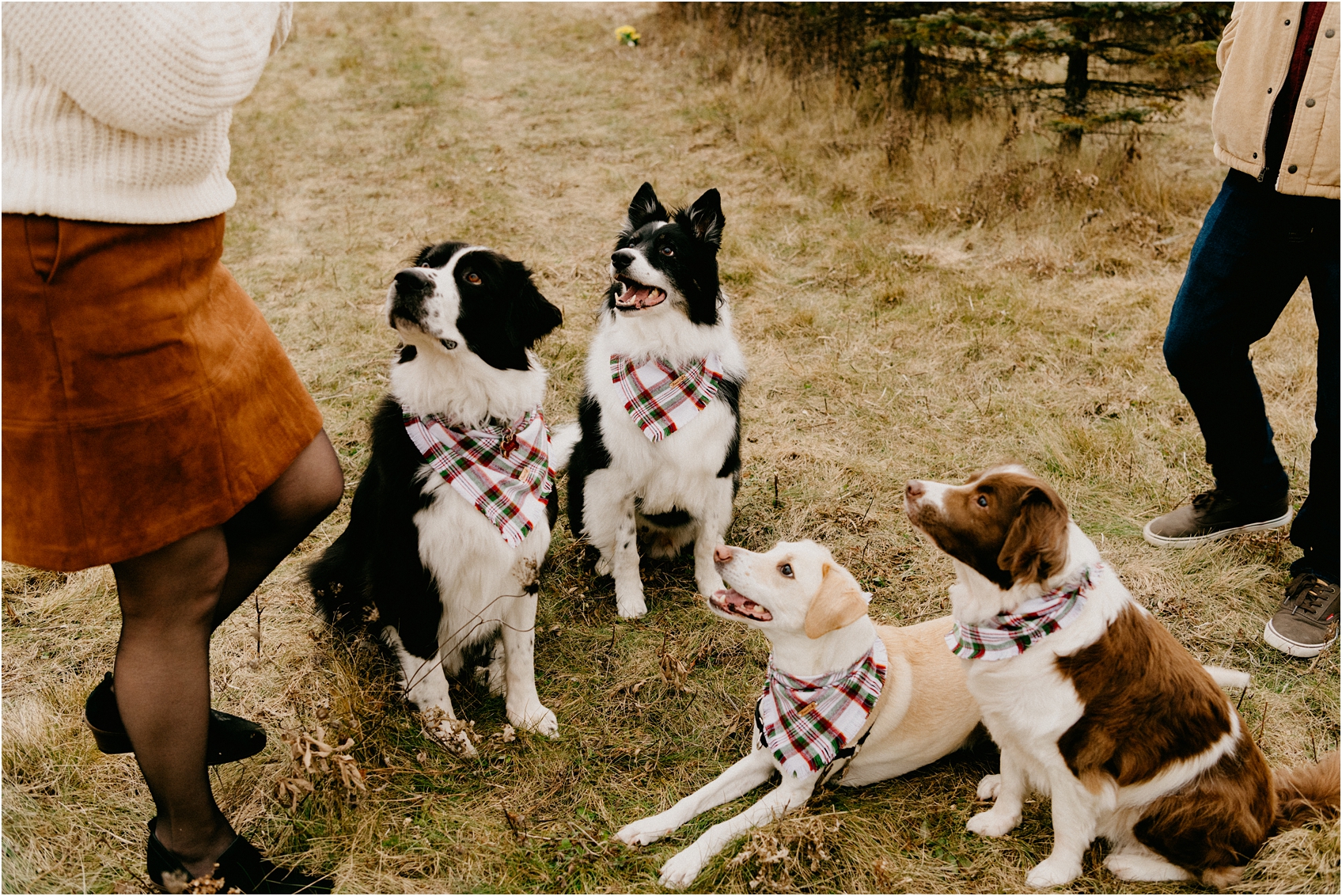 wisconsin wedding with dogs