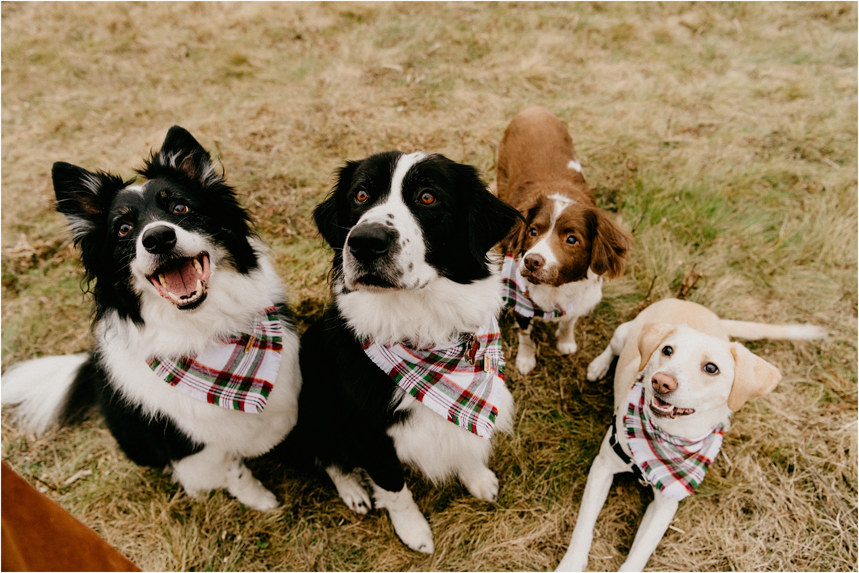 wisconsin wedding with dogs