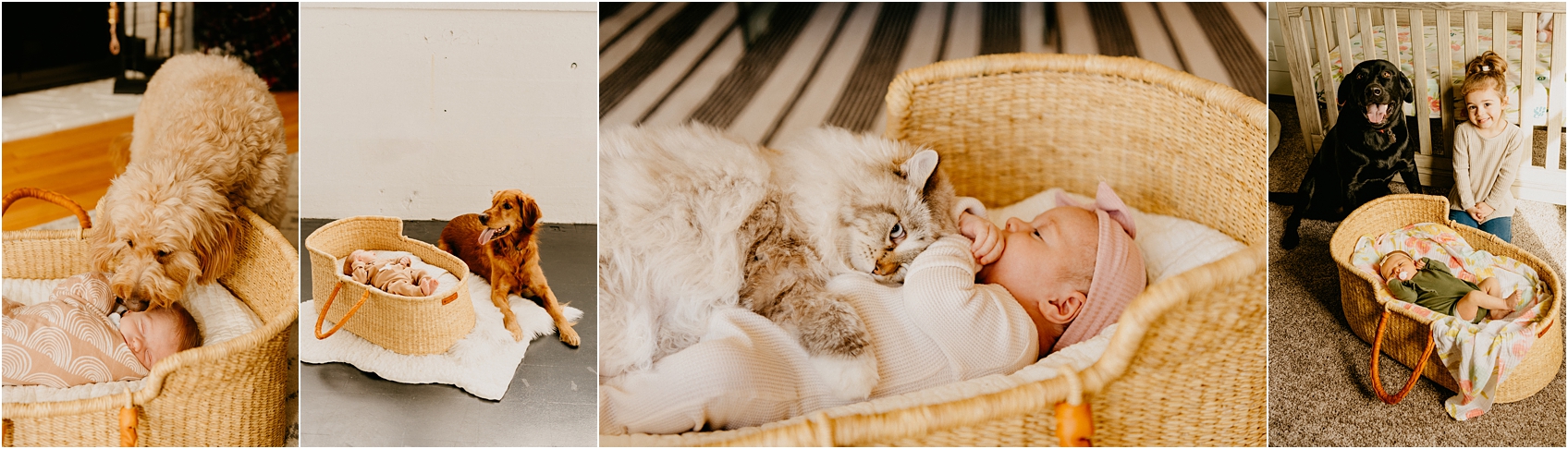 newborn photos with dogs in them