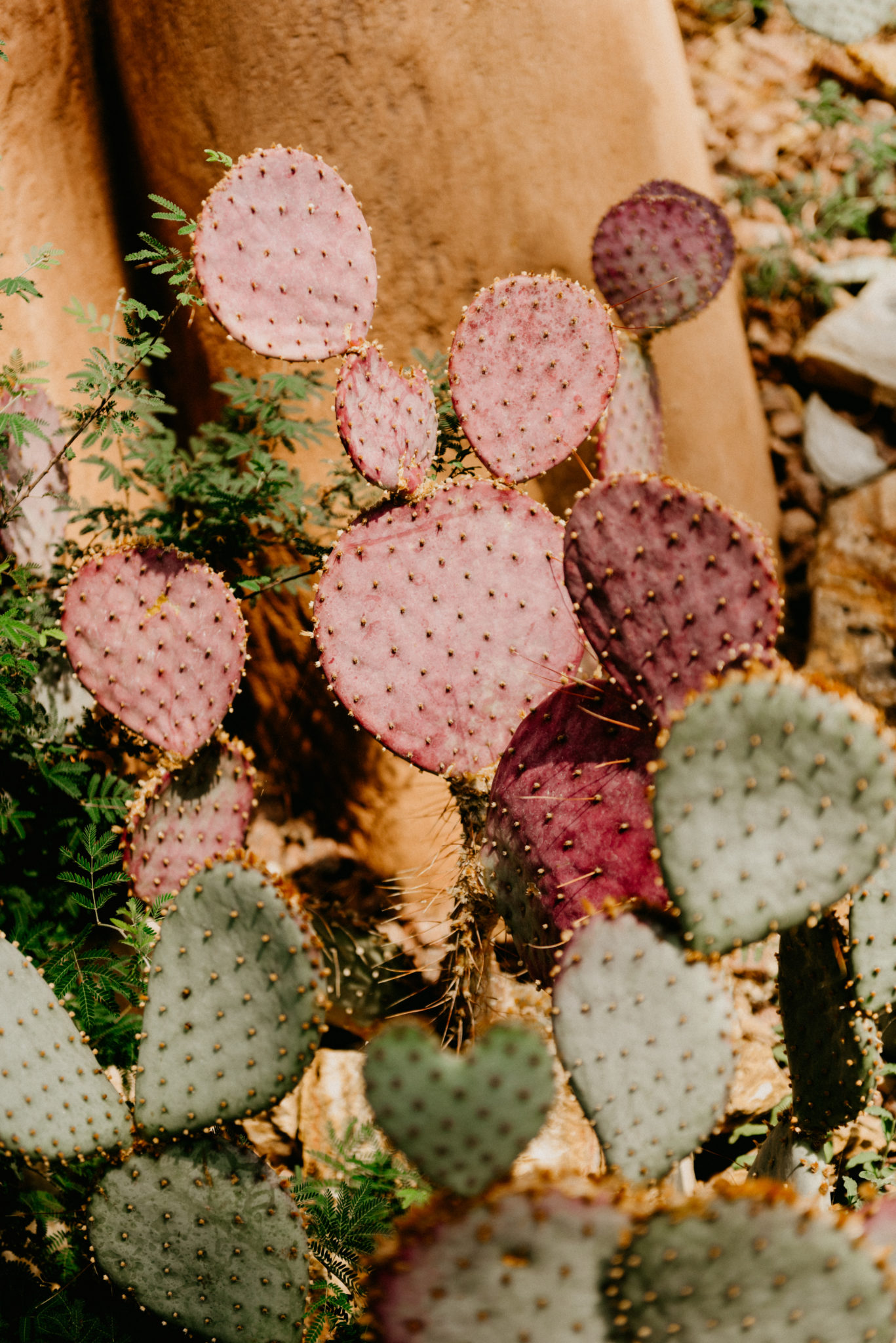 pink cactus