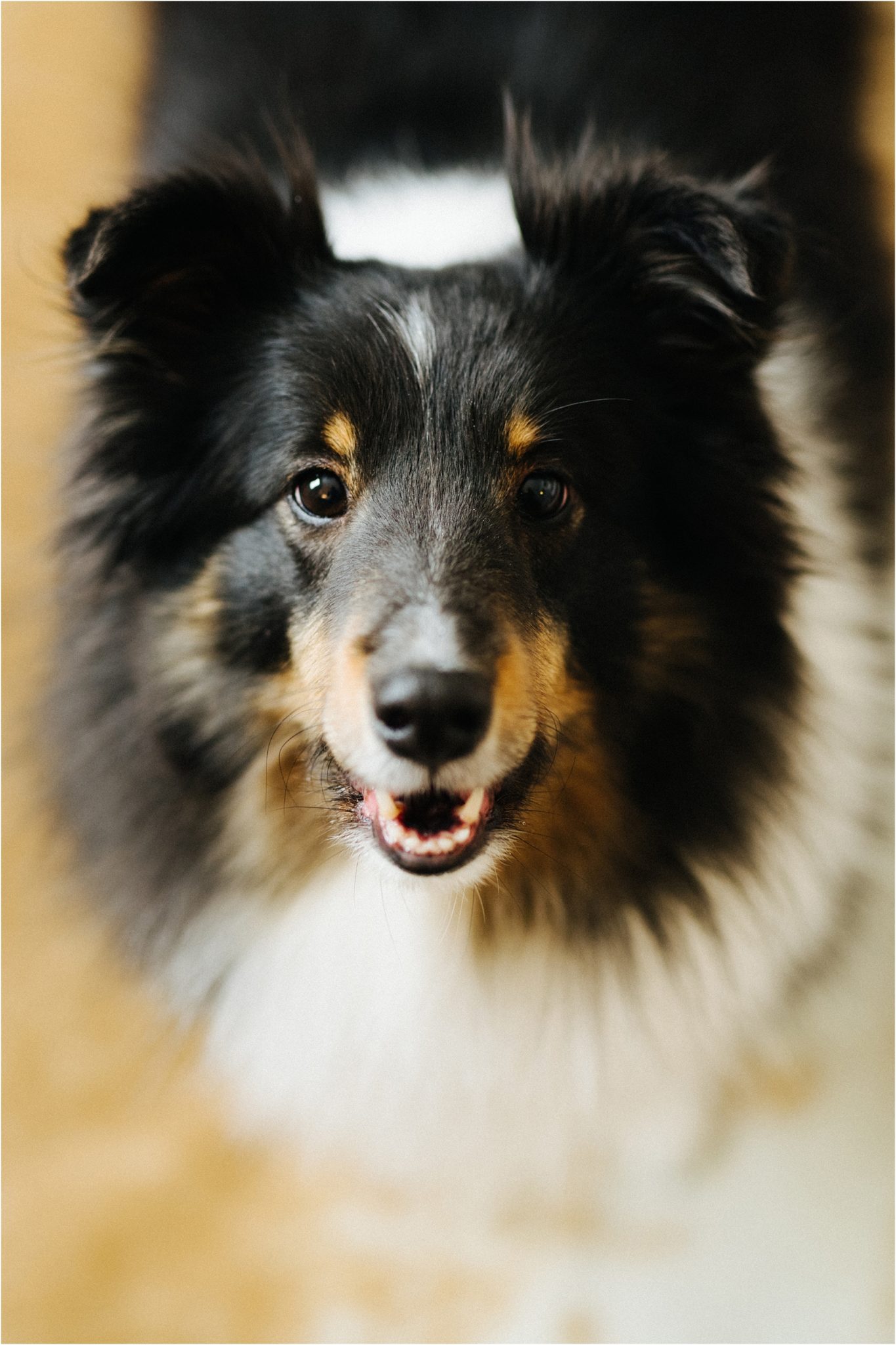 dog looking at the camera