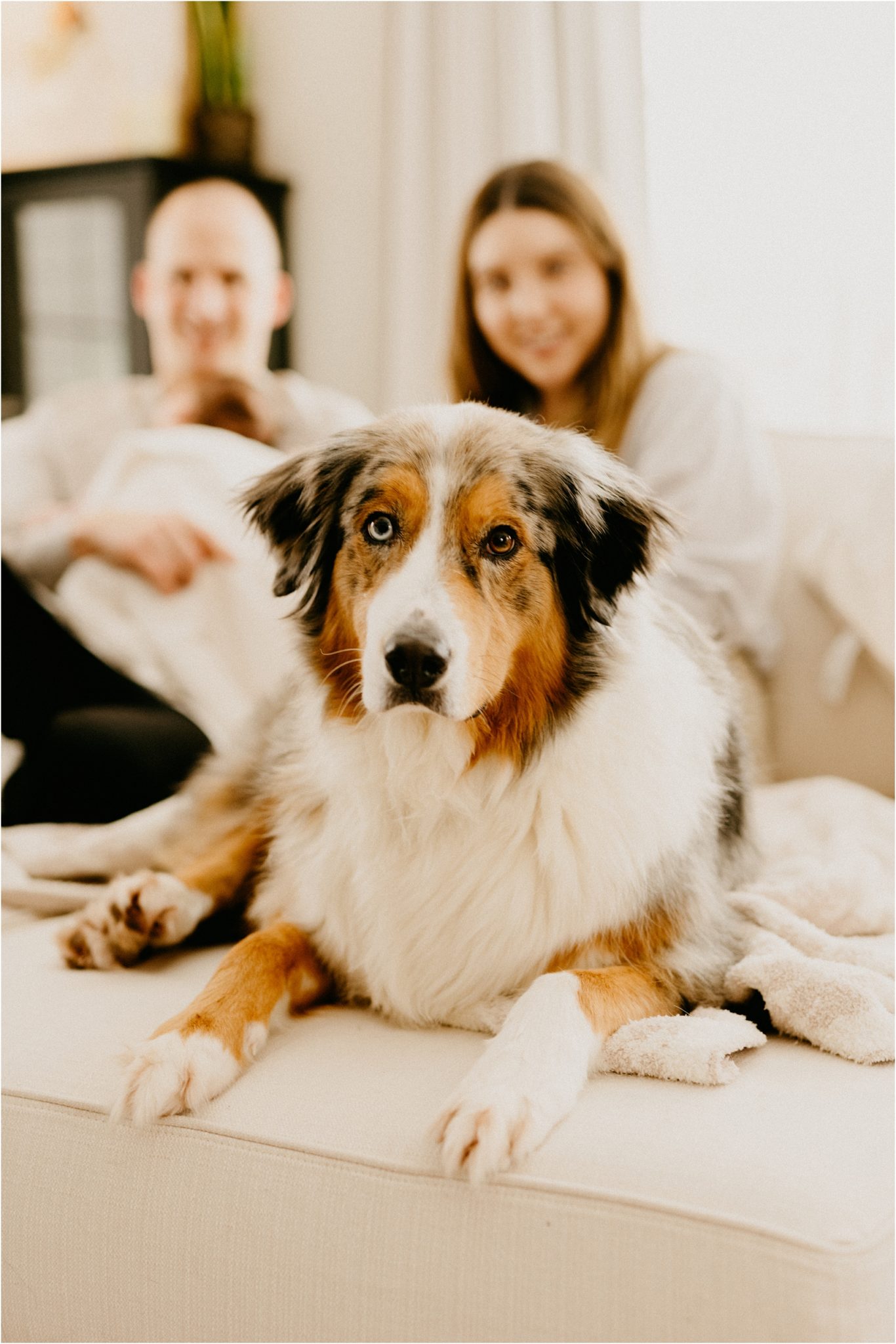 dog looking at camera
