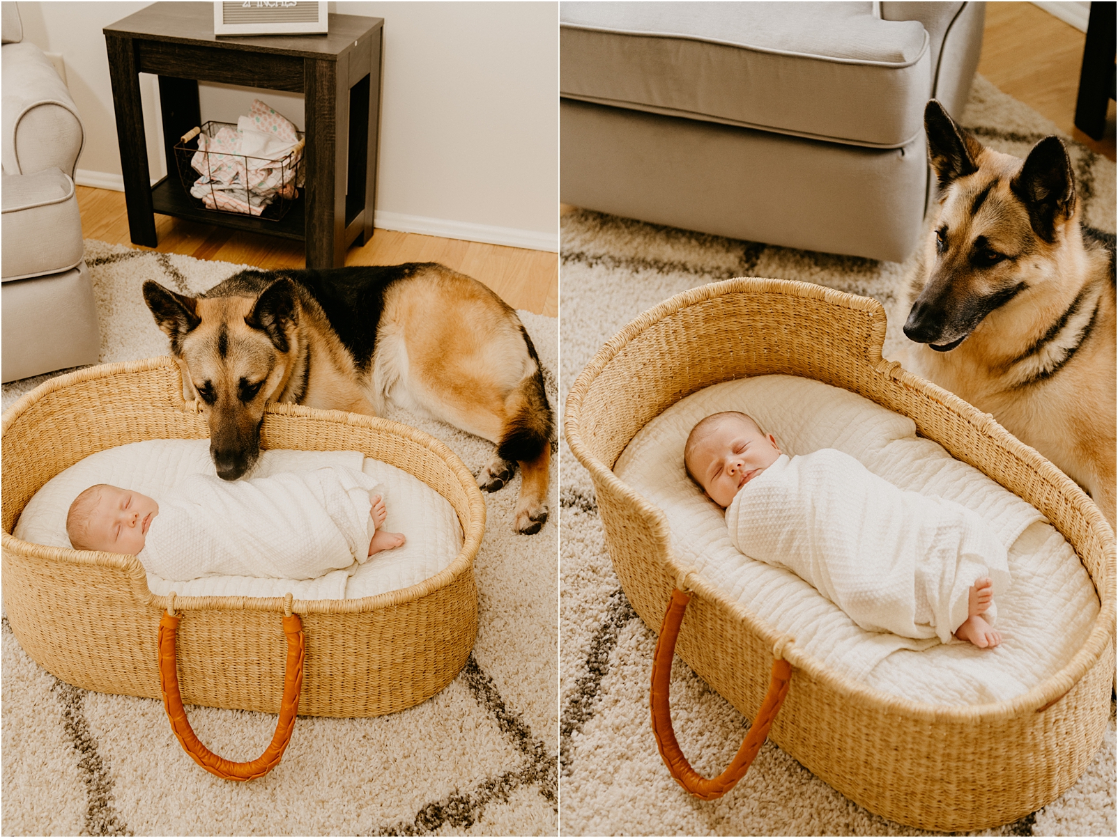  baby in a bassinet with German shepherd