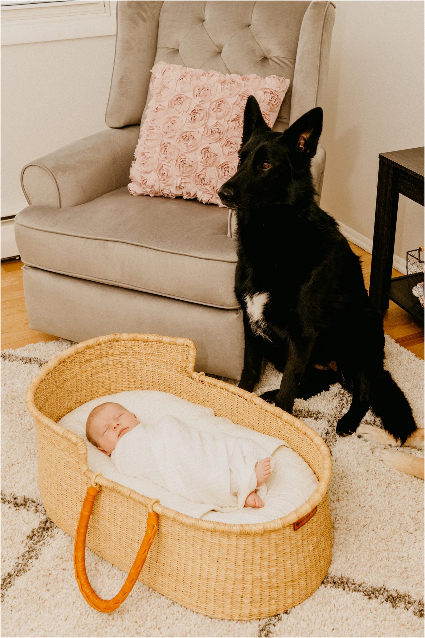 dogs with baby in basket