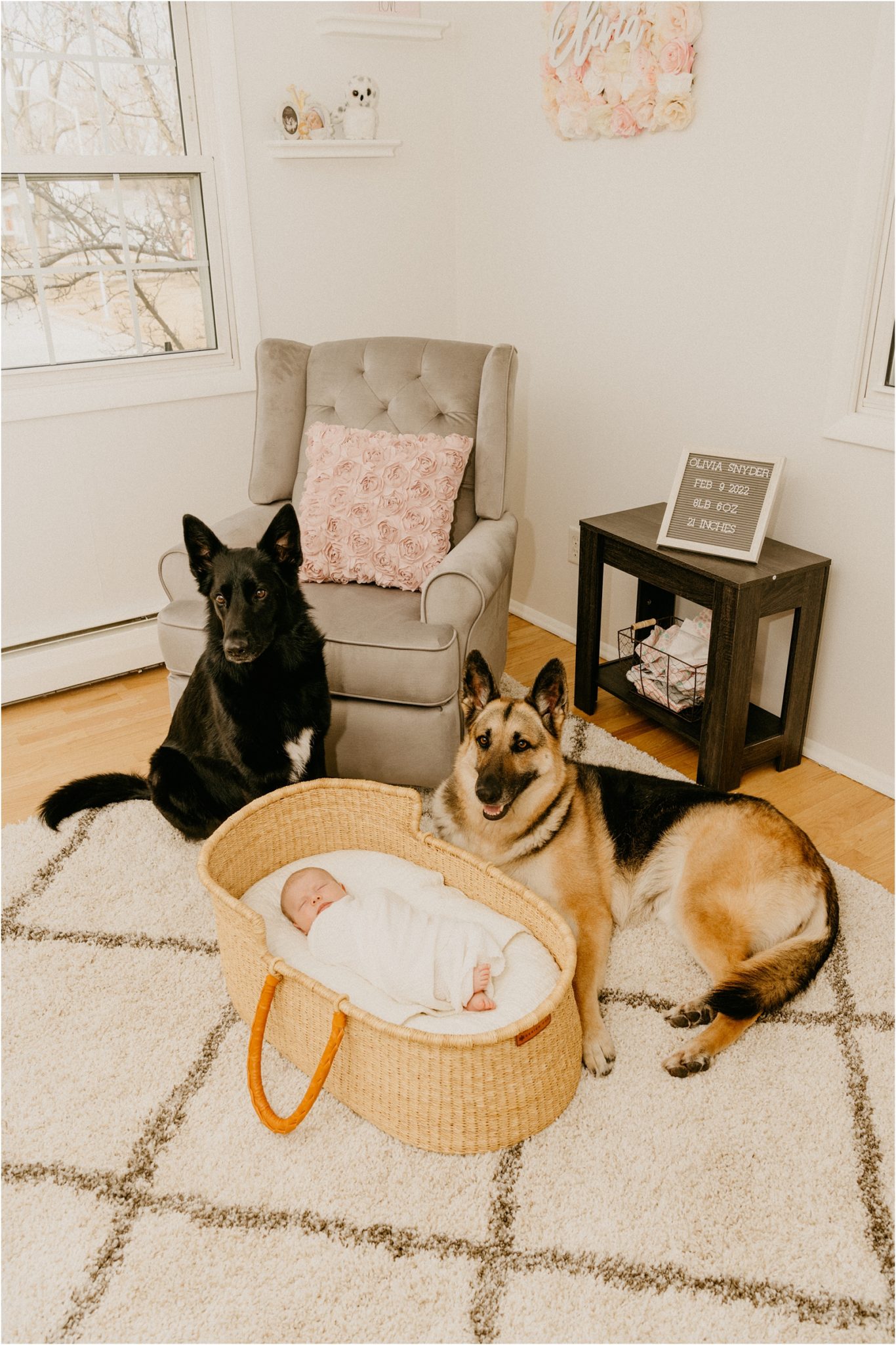 dogs with baby in basket