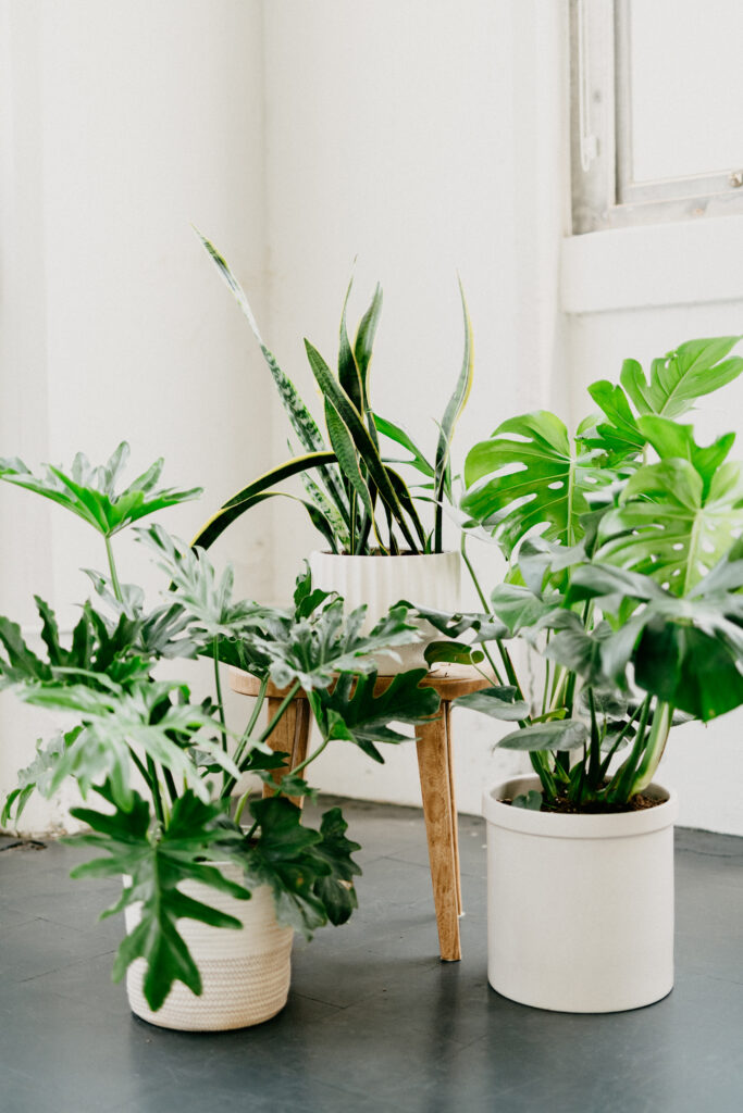 plants on a table