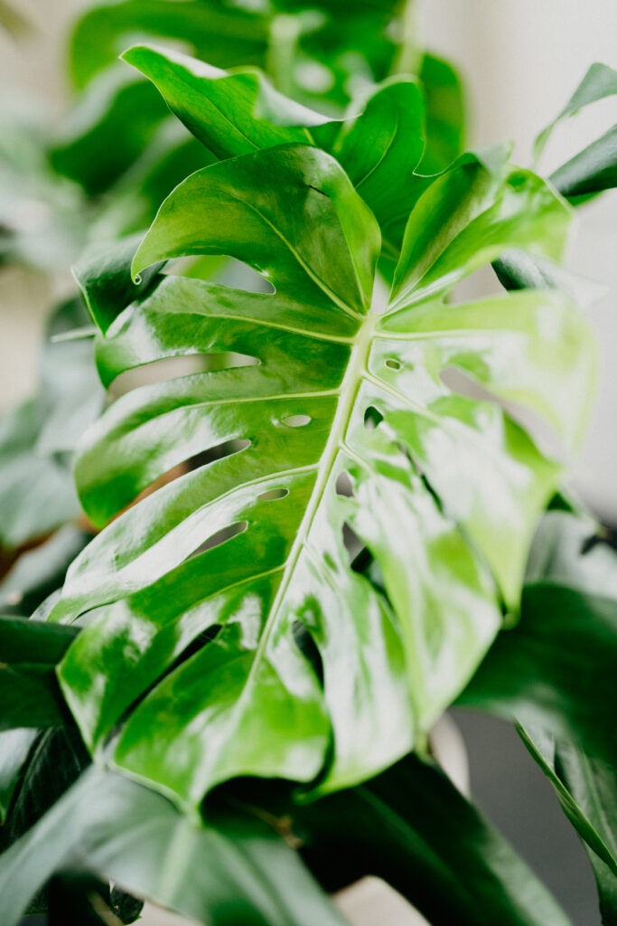 monstera houseplant
