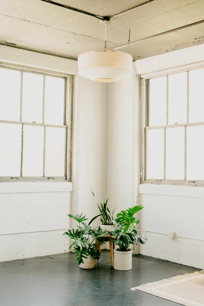 plants in a corner