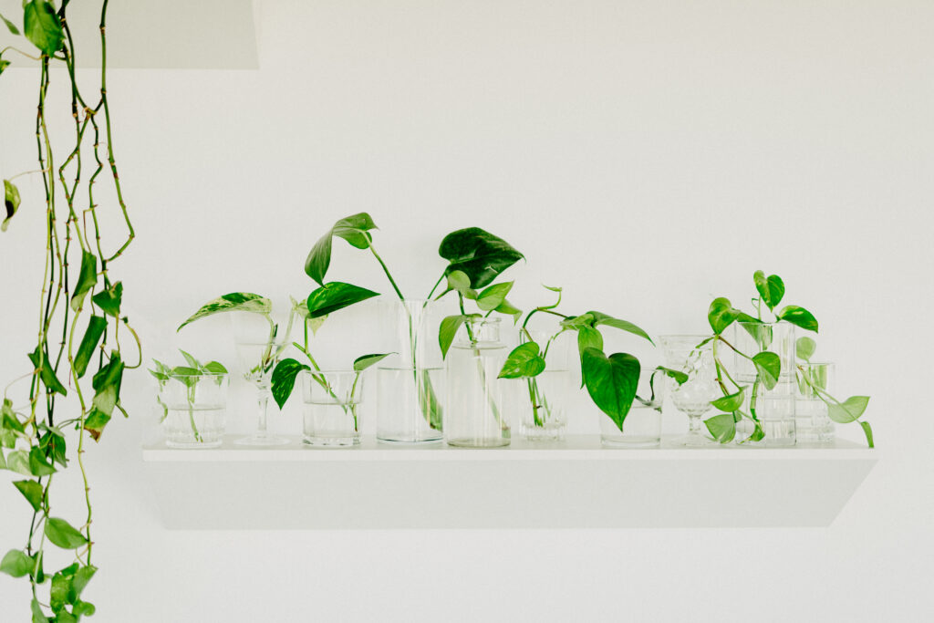 green plants on the wall