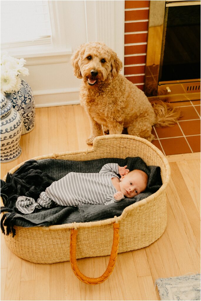 baby in a basket with a dog